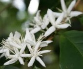 11-despertando Flores de Bach