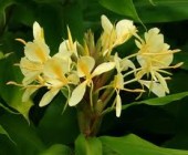 15-lazos_que_atan Flores de Australia