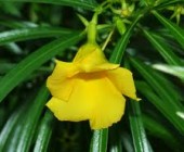 Flores de Bach