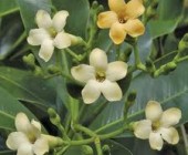 2-adiccion_y_promiscuidad Flores de Australia