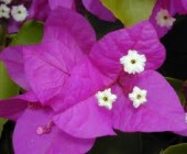 Flores de Australia