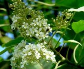 Flores de Bach