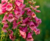 Flores de Australia