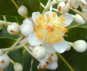 3_adios_al_dolor Flores de Hawaii