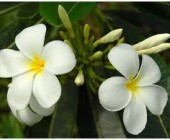 4-arraigo_y_pertenencia Flores de Australia