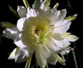 5_balance_y_conexion Flores de Australia