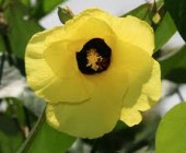 7-celebrando_la-sexualidad Flores de Bach