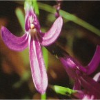 Del jardín de Australia…