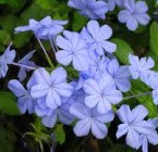 Orfandad y abandono (Plumbago)