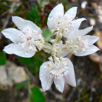 Abundancia y generosidad (Southern Cross)