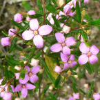 Aceptar las Pérdidas (Boronia)