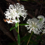 Aceptar lo diferente (Slender Rice Flower)