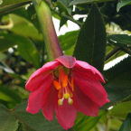 Actitudes Hirientes (Passionflower)