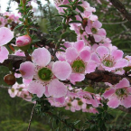 Aprender a concluir (Peach flowered Tea-tree)