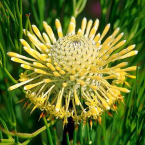 Aprender de la experiencia (Isopogon)
