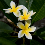 Arraigo y pertenencia (Plumeria)