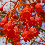 Asumiendo la responsabilidad (Illawarra Flame Tree)