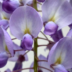 Autenticidad (Wisteria)