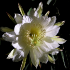 Balance y conexión (Night Blooming)