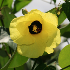 Celebrando la sexualidad (Hibiscus)