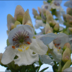 Claridad y calma (Mint Bush)