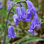 Compartir (Bluebell)