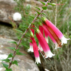 Conexión interhemisférica (Bush Fuchsia)