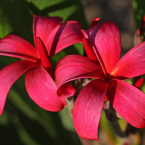 Corazón partido (Red Suva Frangipani)