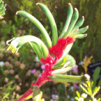 Cordialidad (Kangaroo paw)