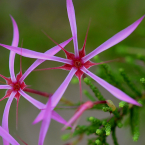 Creatividad y arte (Turkey Bush)