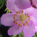 Creer en uno mismo (Dog Rose)
