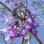 Decisión y certeza (Jacaranda)