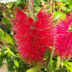 Desapego y cambio (Bottlebrush)