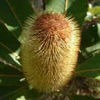 Disfrutar la vida (Banksia Robur)