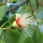 Disfrute sexual (Billy Goat Plum)