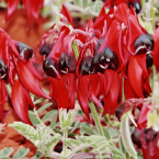 Dolor del alma (Sturt Desert Pea)