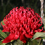 Emerger a la luz (Waratah)