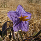 Encontrando mi lugar (Wild Potato Bush)