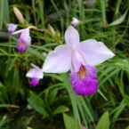 Encontrar el camino (Bamboo Orchid)