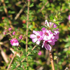 Encuentro con la sombra (Dog Rose of the Wild Forces)