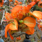 Fe y esperanza (Willi Willi)