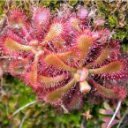 Focalizar y concretar (Sundew)