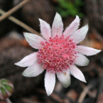 Gratitud (Pink Flannel Flower)