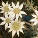 Intimidad y caricia (Flannel Flower)