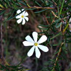 Involucrarse y comprometerse (Wedding Bush)
