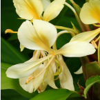 Lazos que atan (Yellow Ginger)