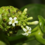 Madre interior (Noni)
