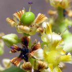 Maduración (Mango)