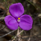 Maestría espiritual (Bush Iris)