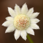 Niño interior (Little Flannel Flower)